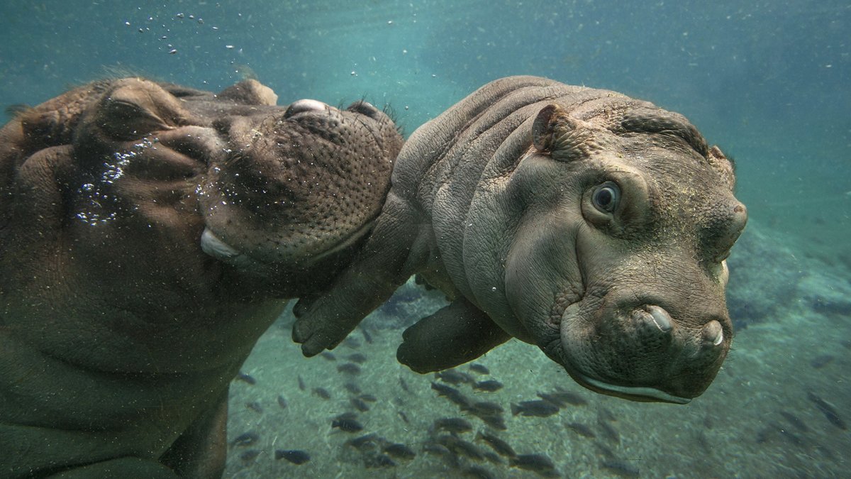 Самое некрасивое животное