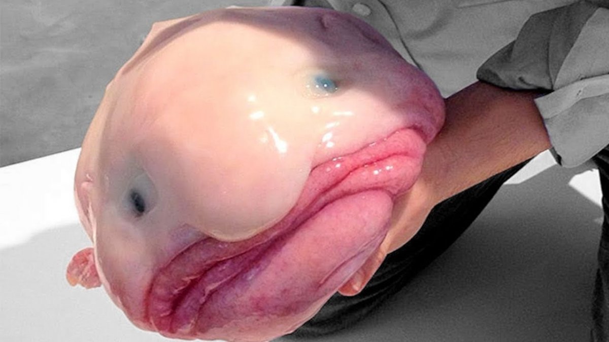 Конкурс на самую уродливую собаку в мире