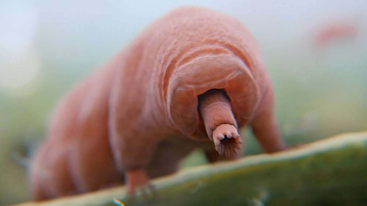 Психоделические существа