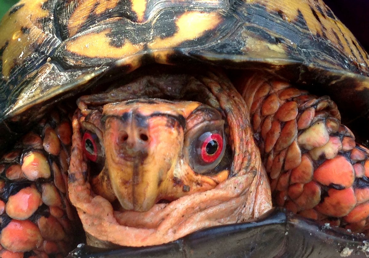 Листонос Складчатомордый летучая мышь