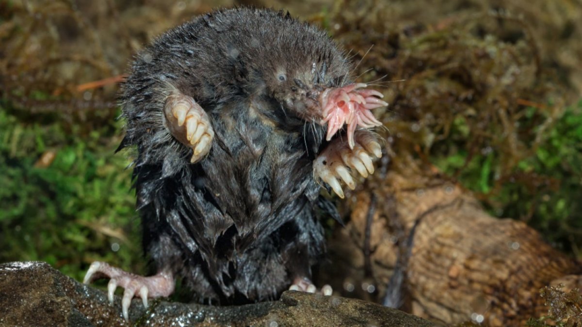 Страшные морские обитатели