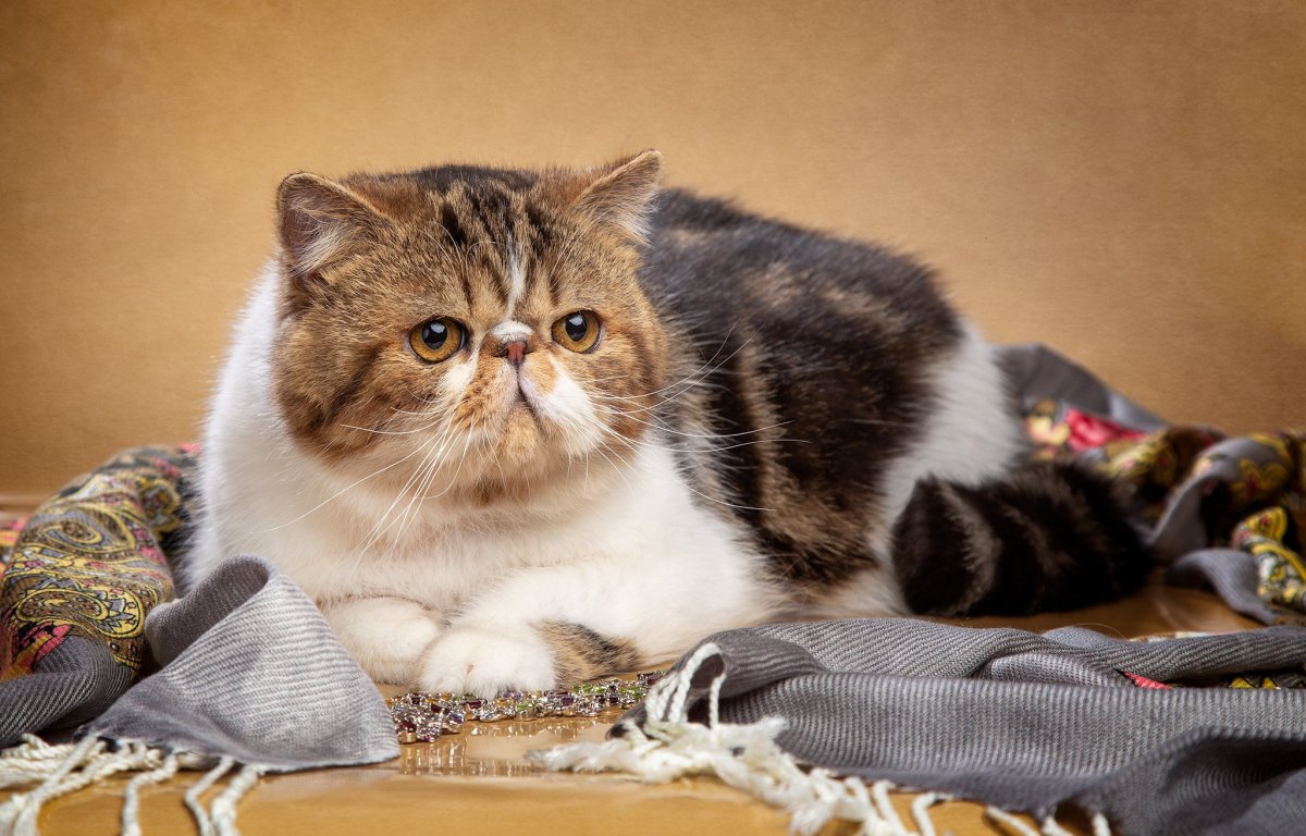 Экзотическая короткошерстная (exotic Shorthair) кошка.