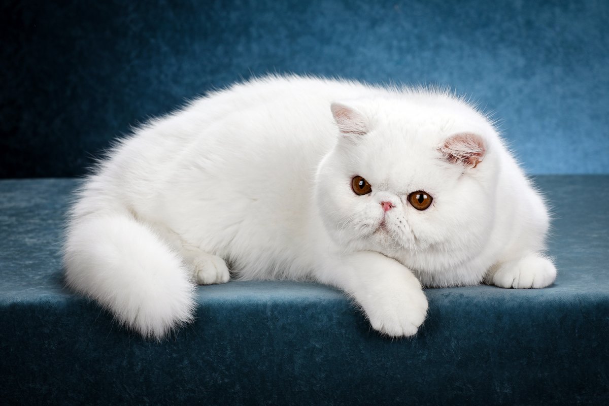 Кот экзот белый