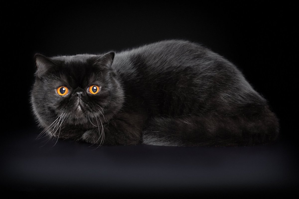 Снупи кот порода экзот