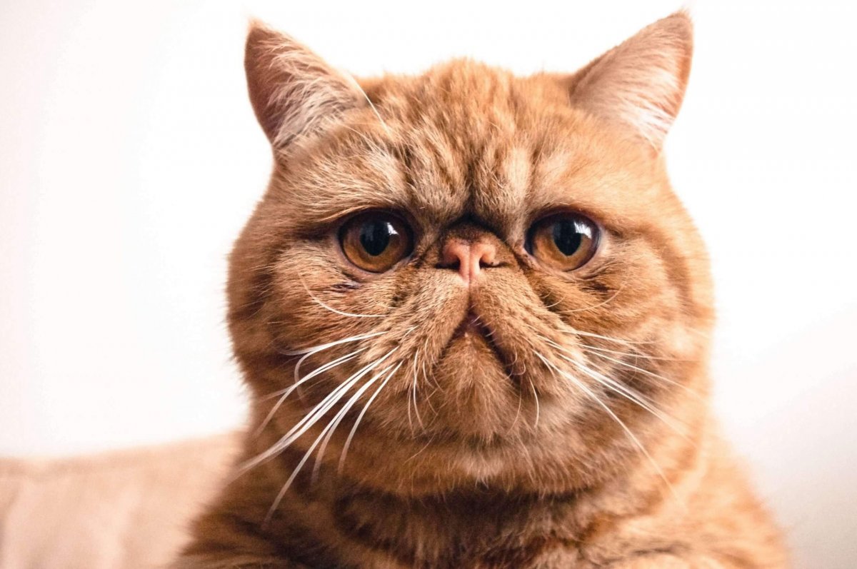 Экзотическая короткошерстная кошка