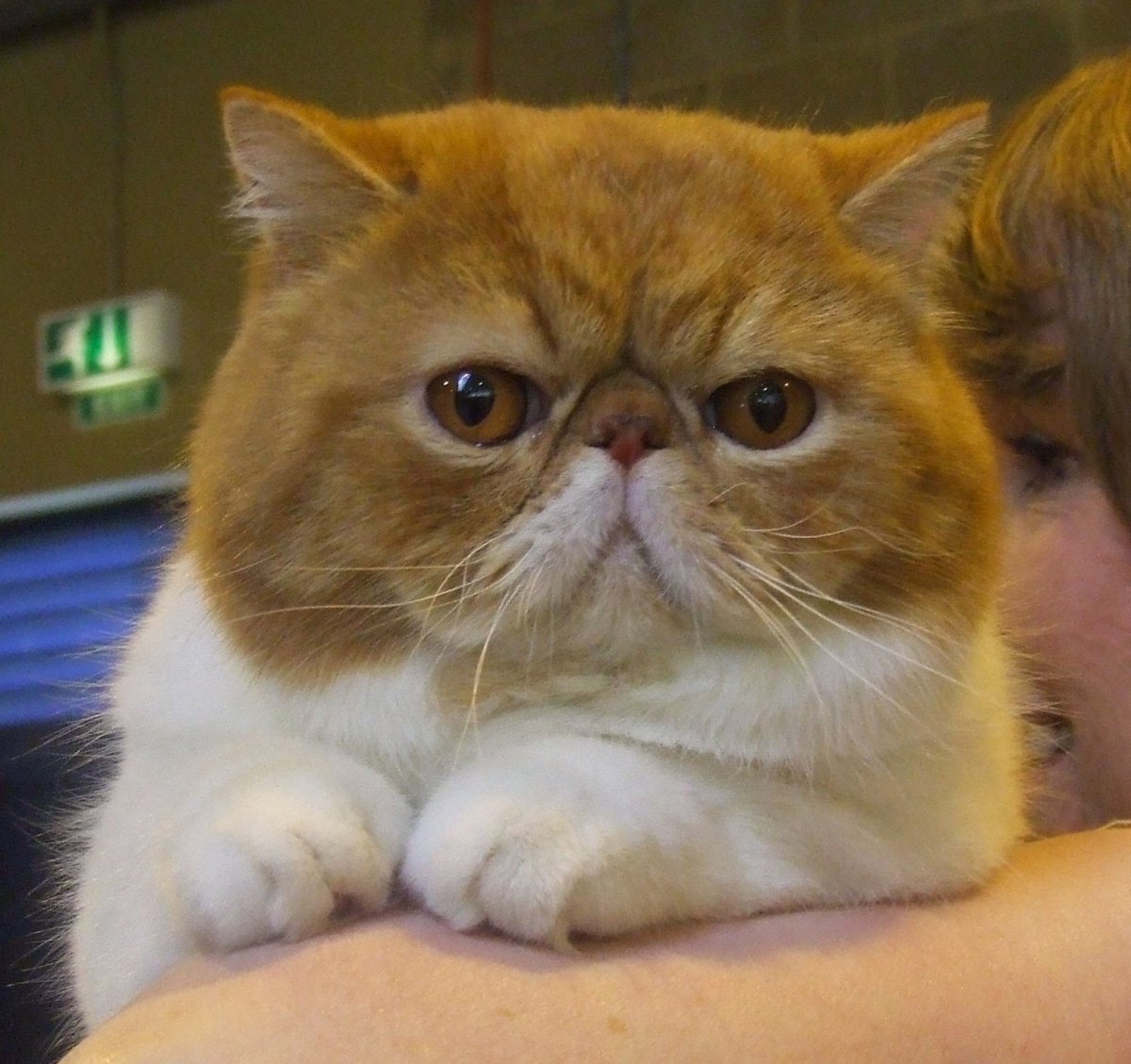 Экзотические короткошерстные котята