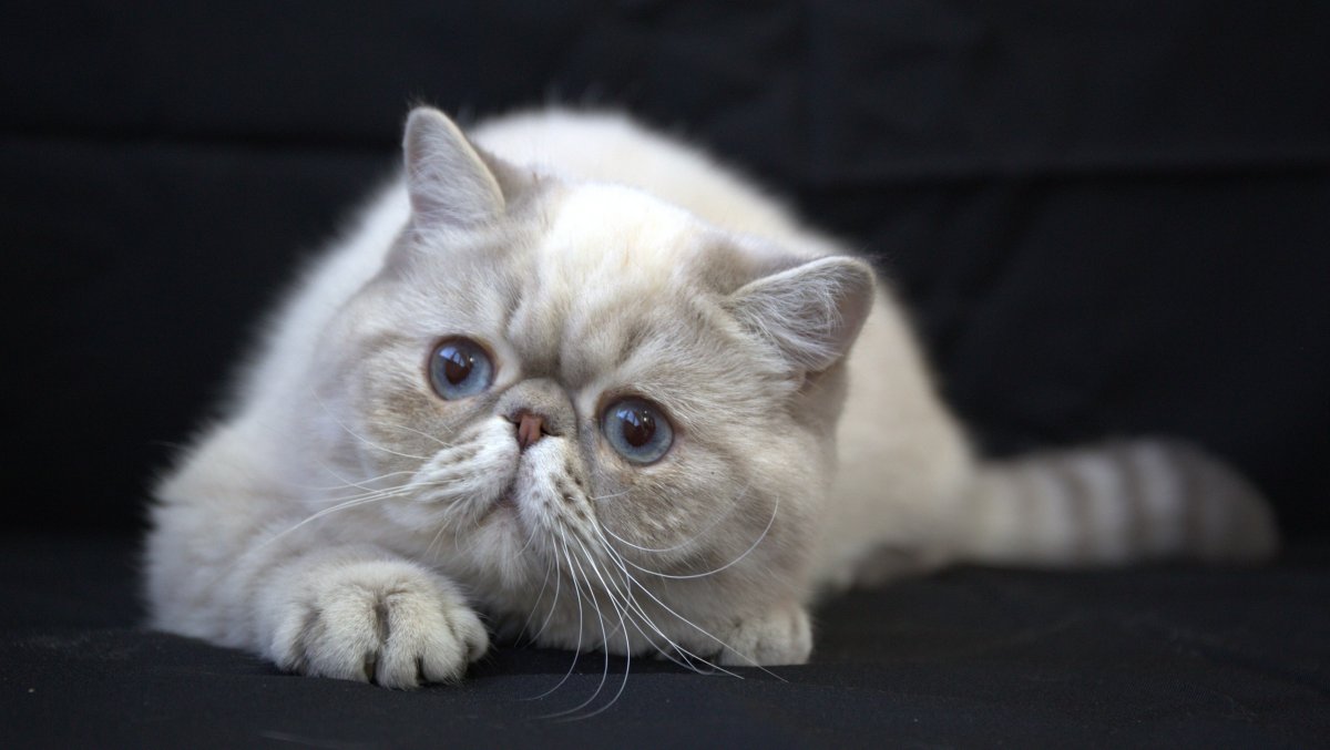 Экзот порода кошек рыжий