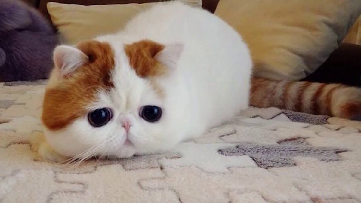 Японский кот Снупи