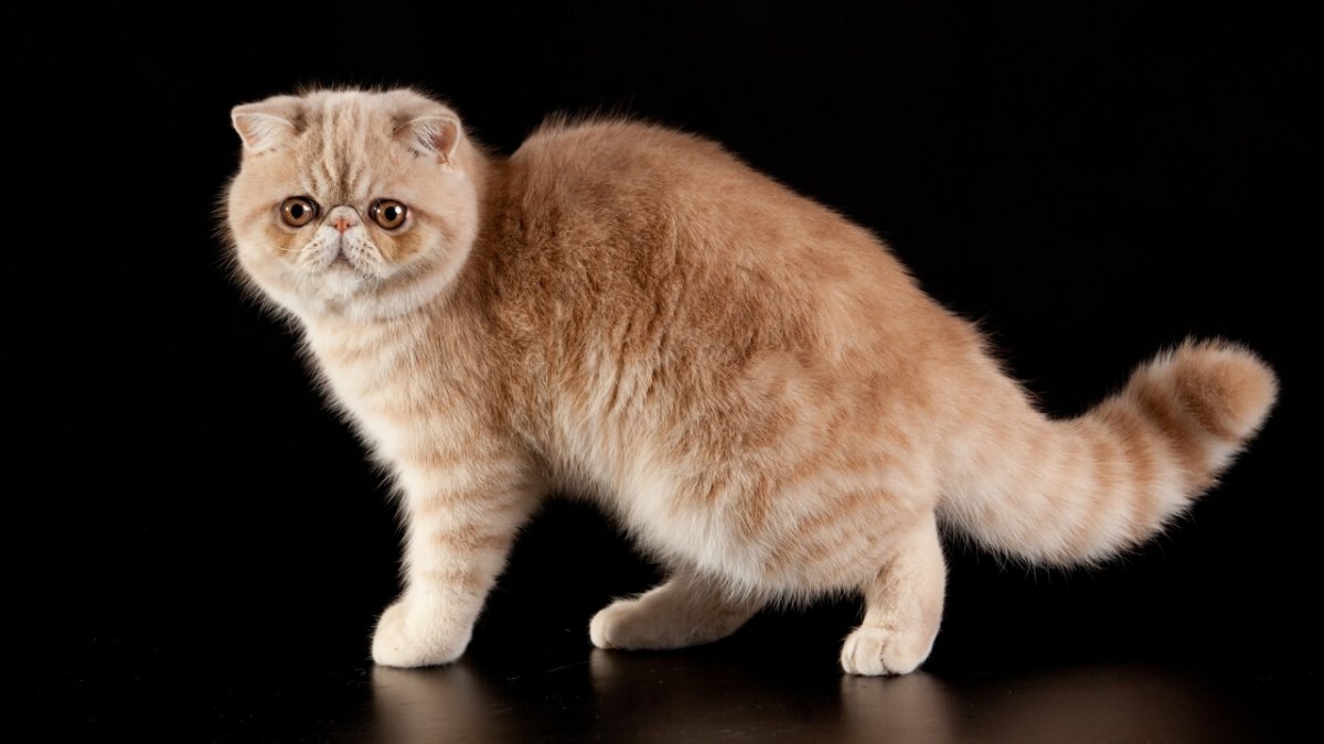 Американский экзот кошка