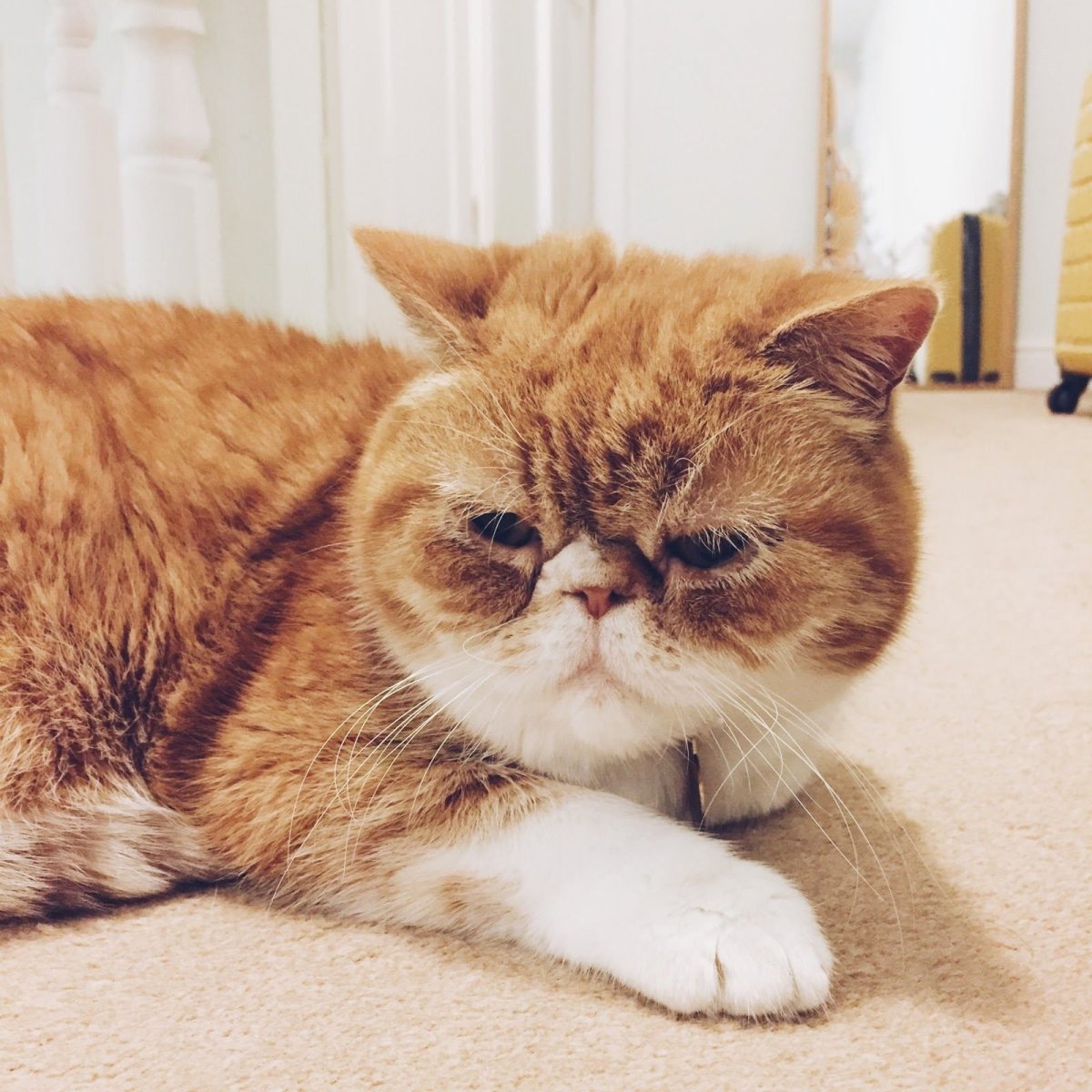 Экзотическая короткошерстная Снупи