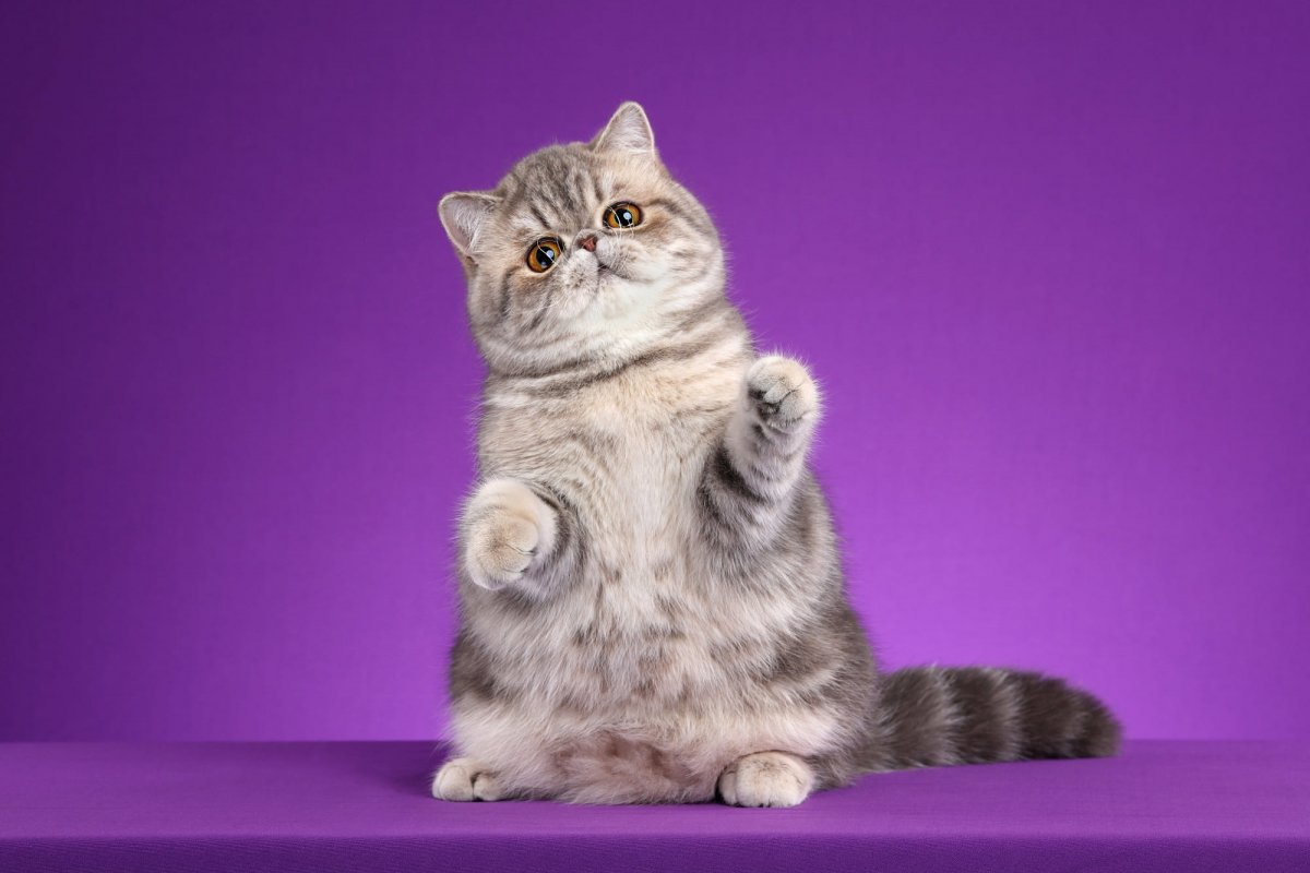 Экзотическая короткошерстная кошка