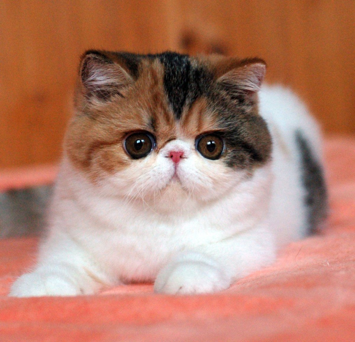 Экзотическая короткошерстная кошка