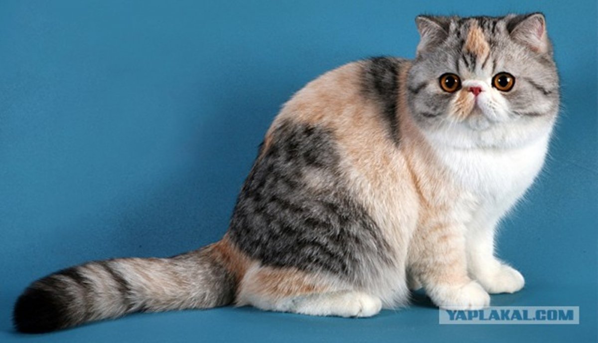 Сфинкс экзот