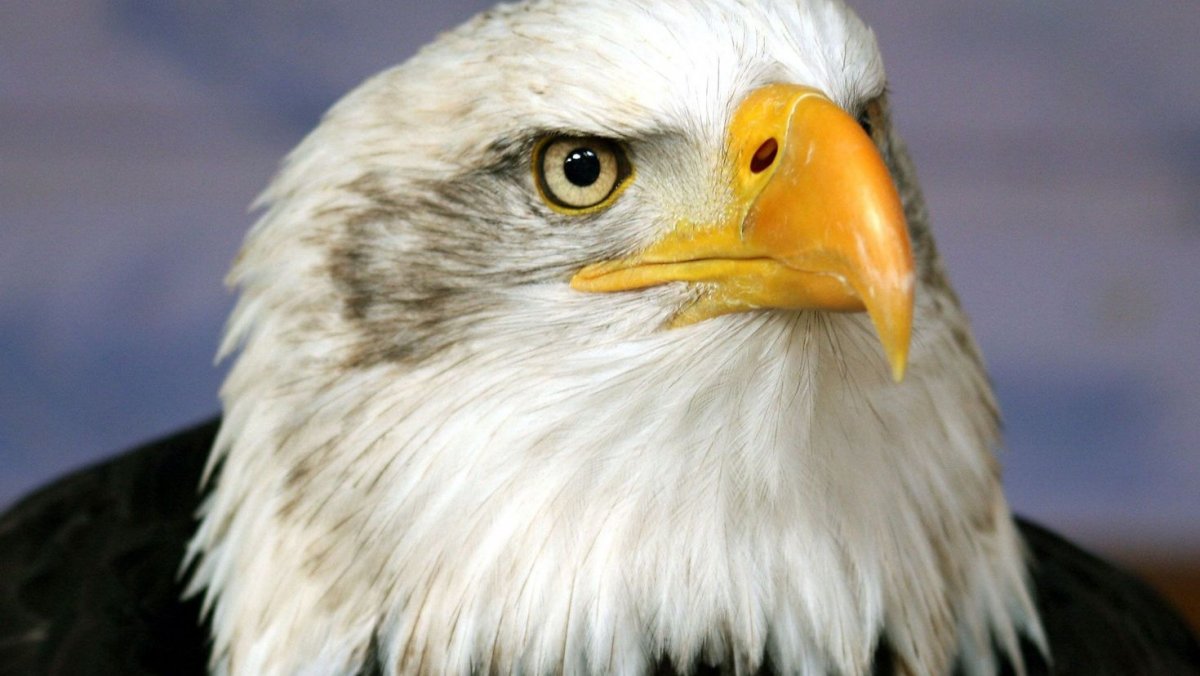 Голова американского орла