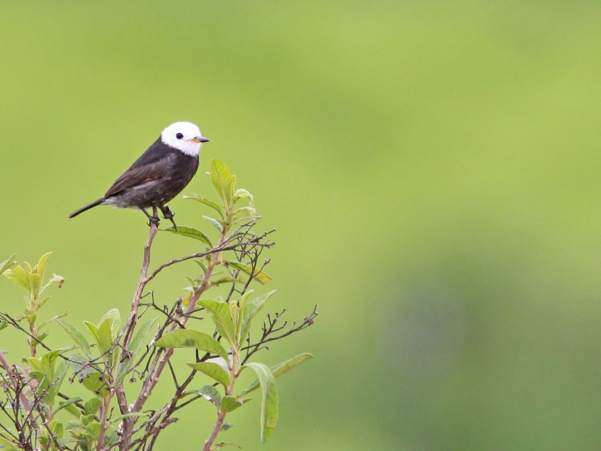 Белая птица с черной головой