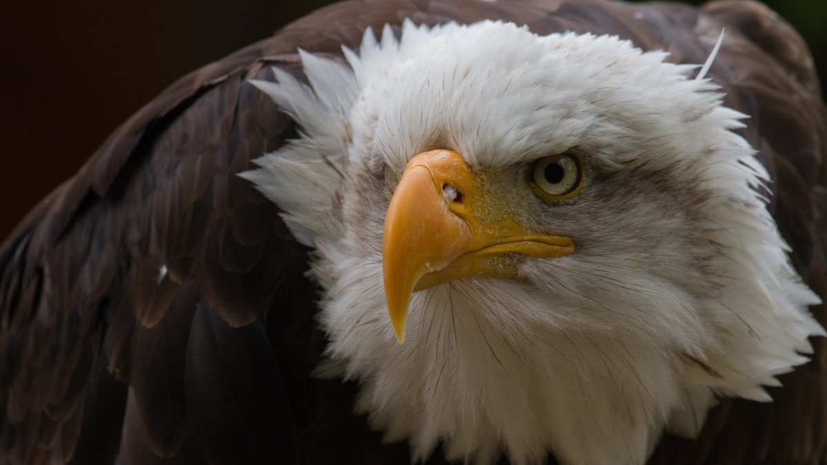 Белоголовый Орел ФАС