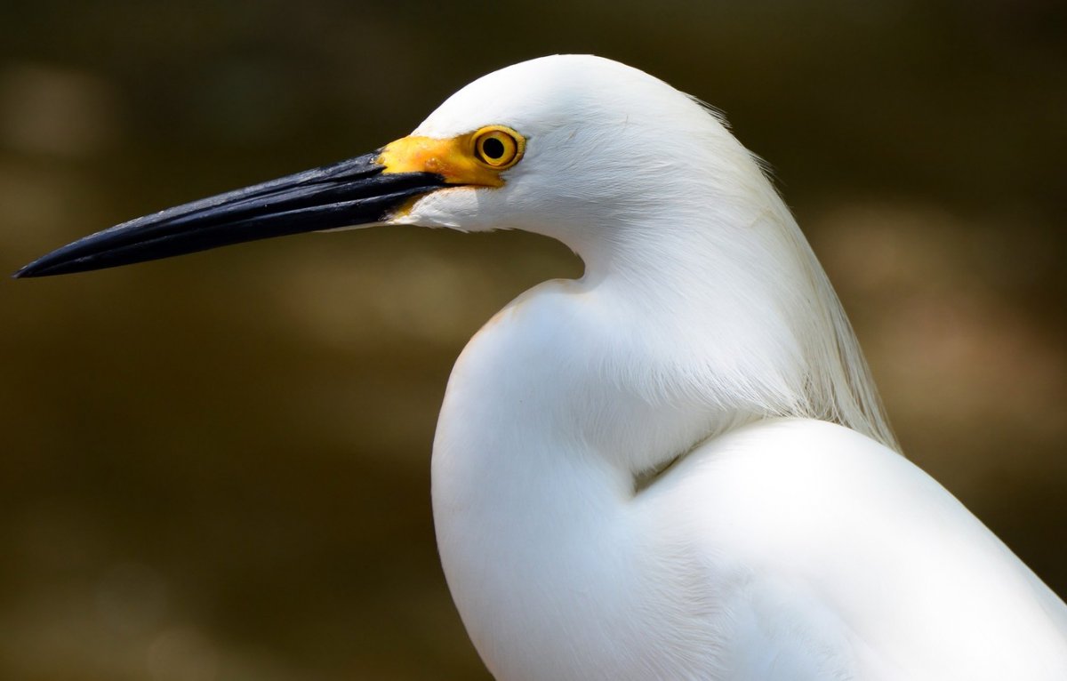 Белоголовый Орлан сидит