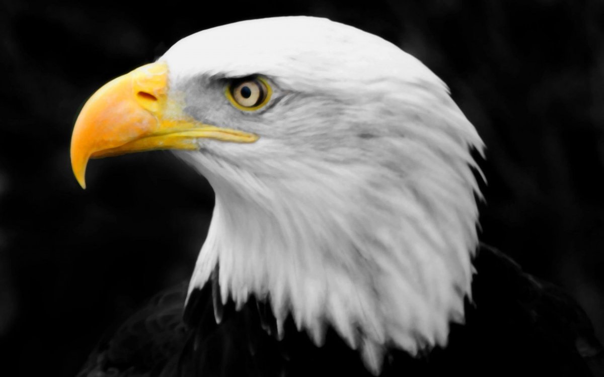 Белый Орел птица