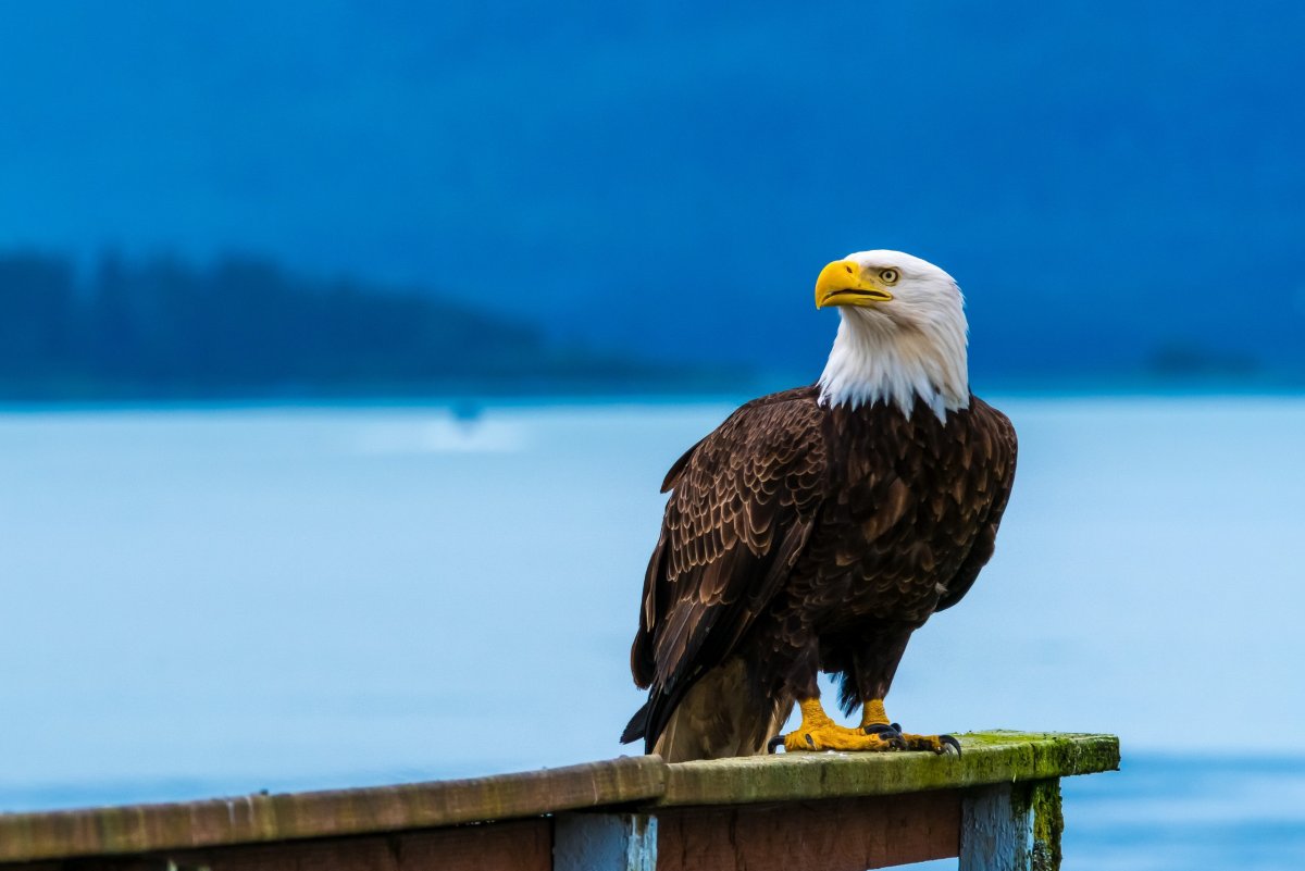 Белая синица длиннохвостая