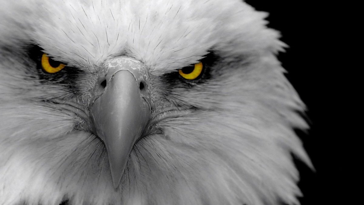 Белоголовый Орлан в горах