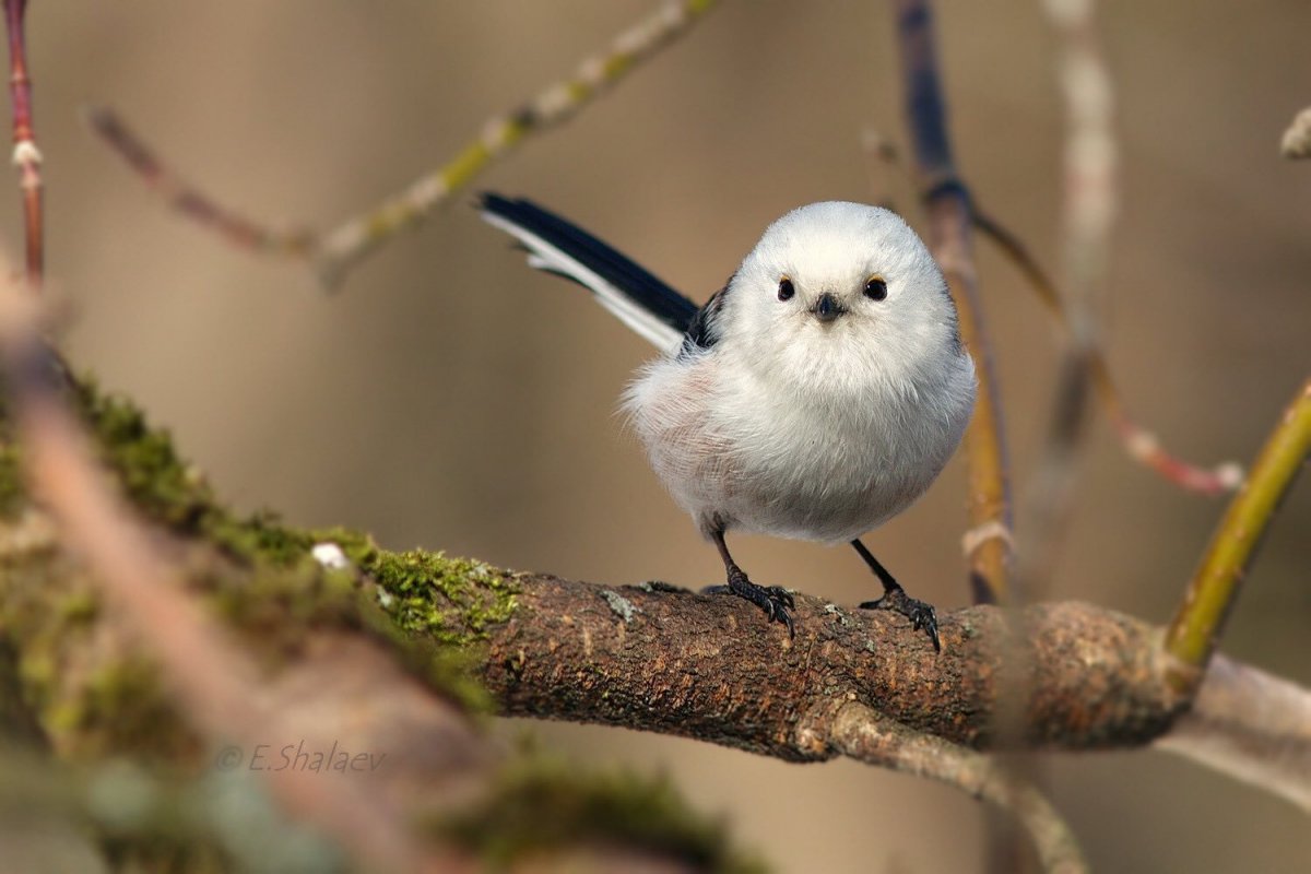 Полярная Сова Цыбульский