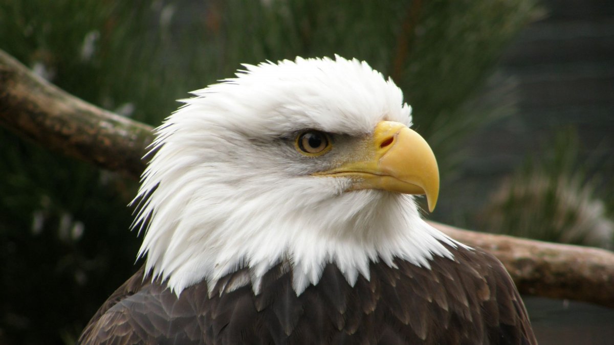 Белоголовый Орел