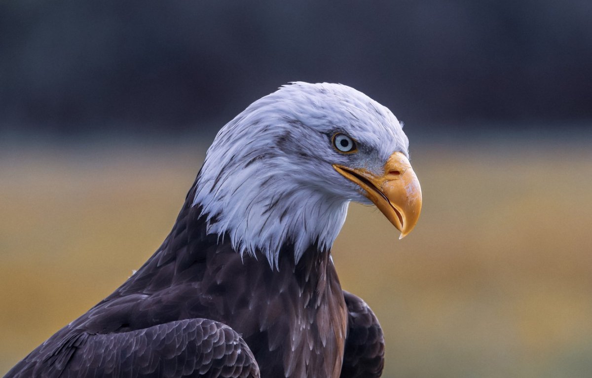 Клюв птицы с белой головой