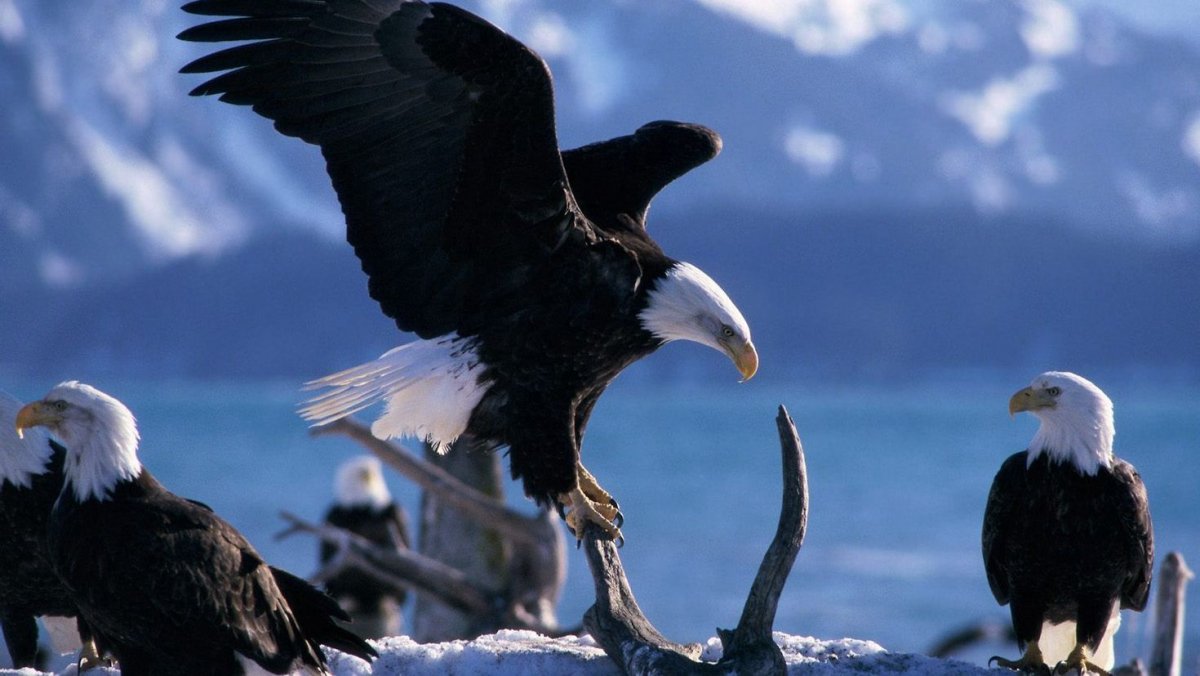 Птица с белой головой