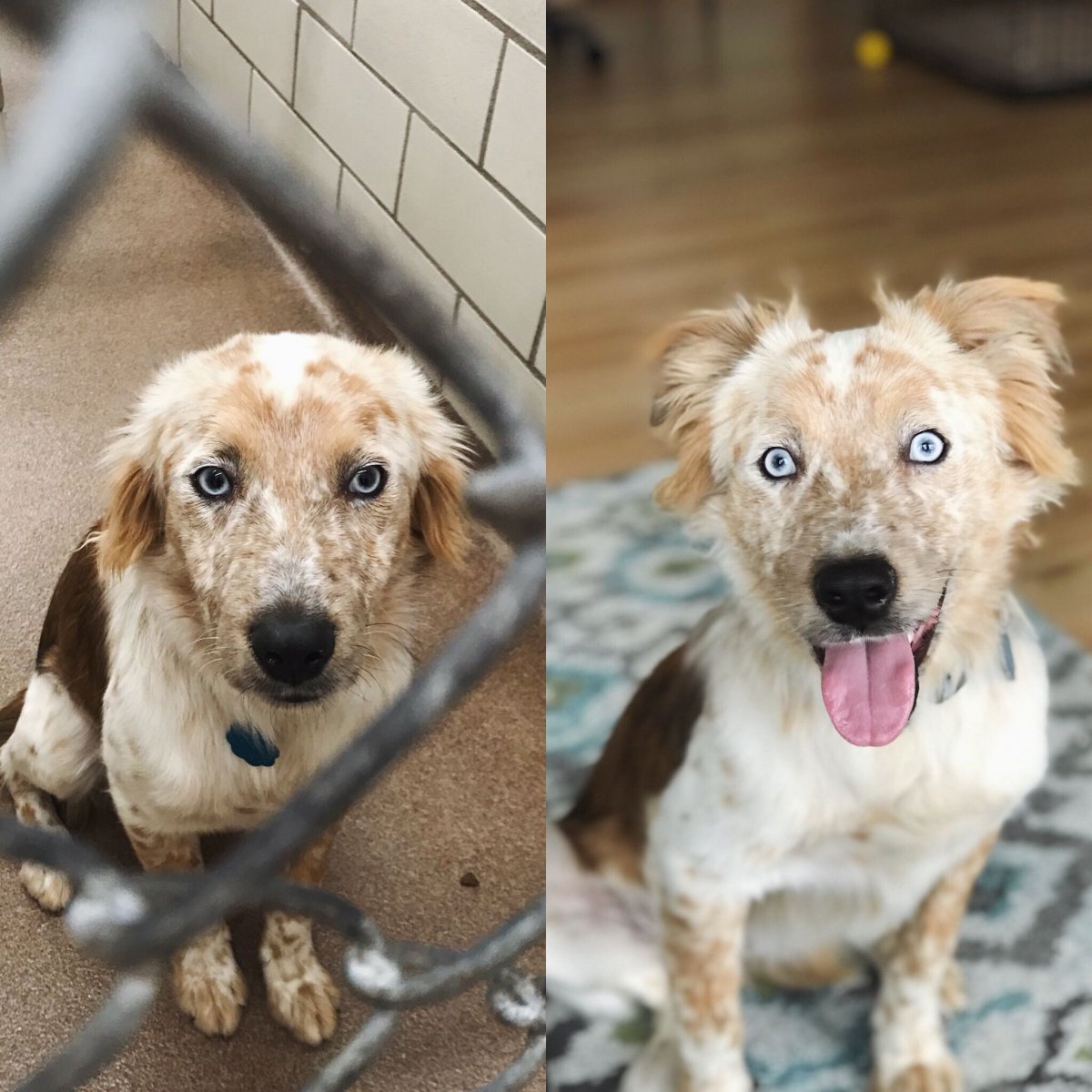 Метис хаски и таксы