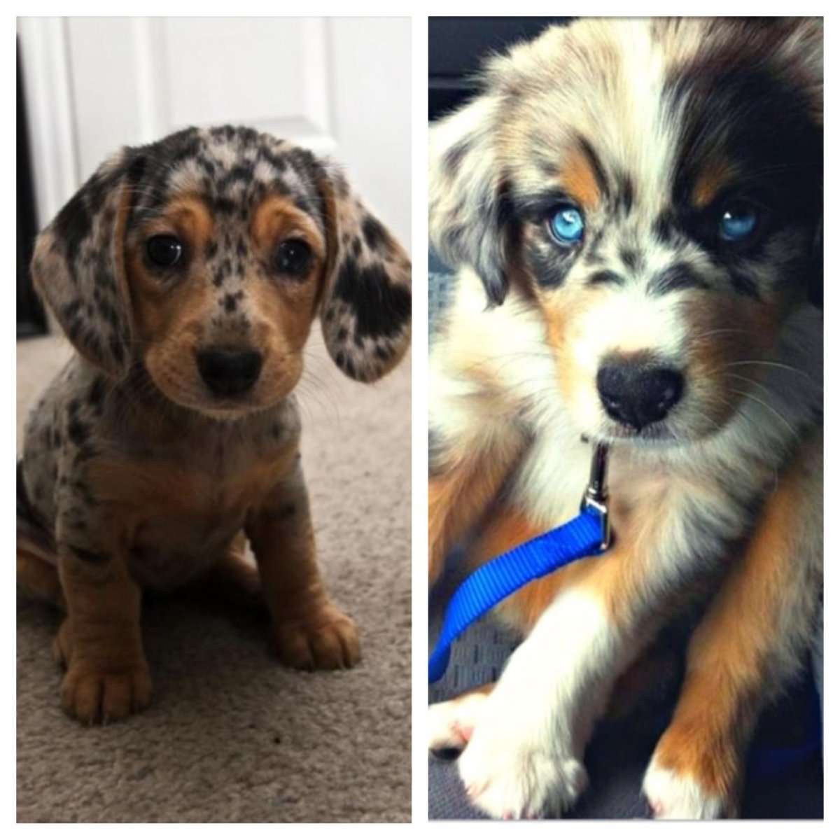 Собаки с необычной внешностью