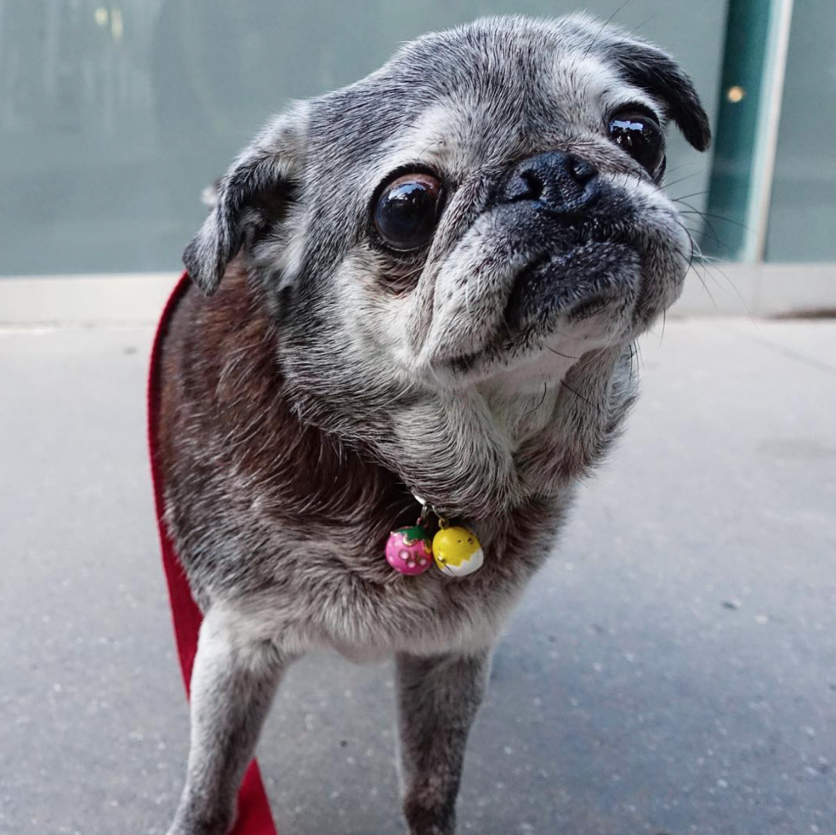 Голландская овчарка Квазимодо