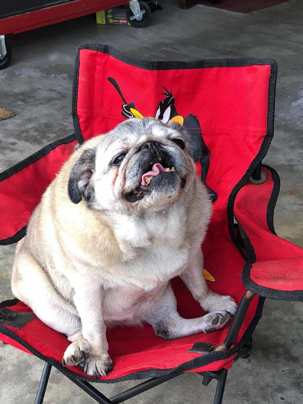 Милые собаки взрослые