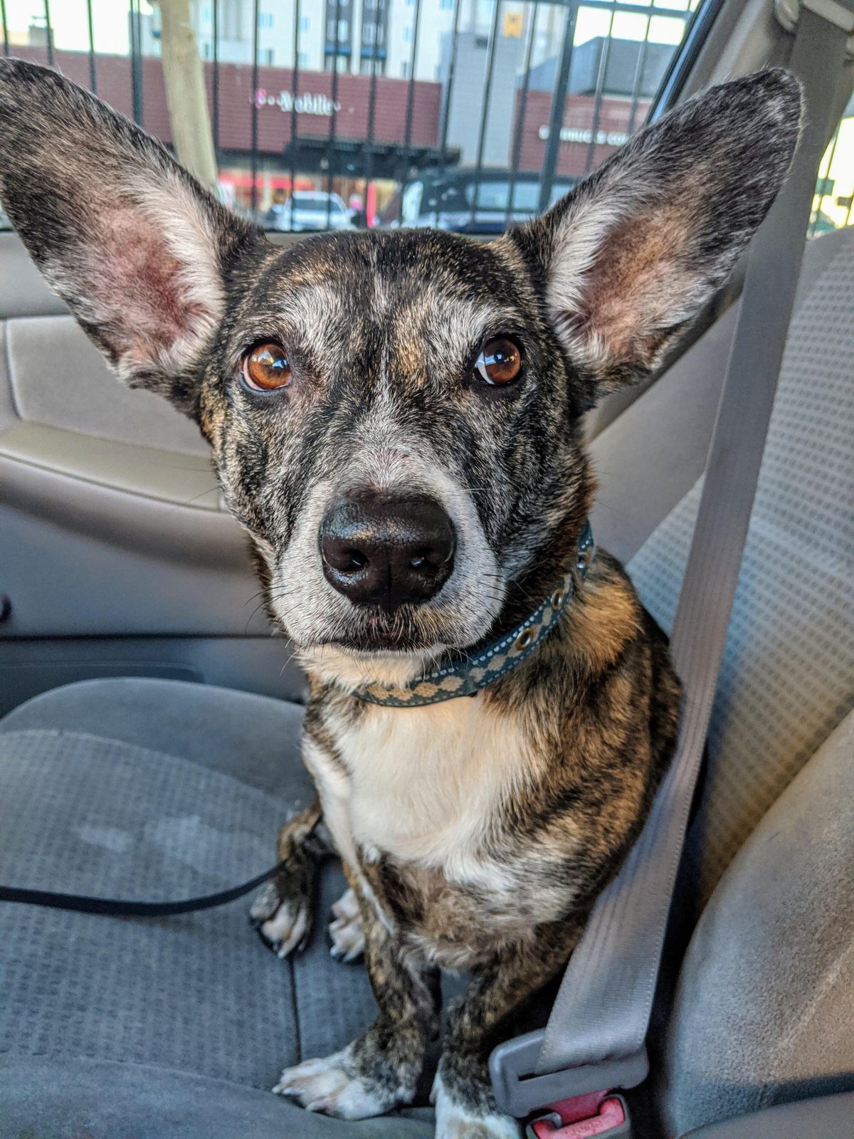 Сиба-ину с красным ошейником