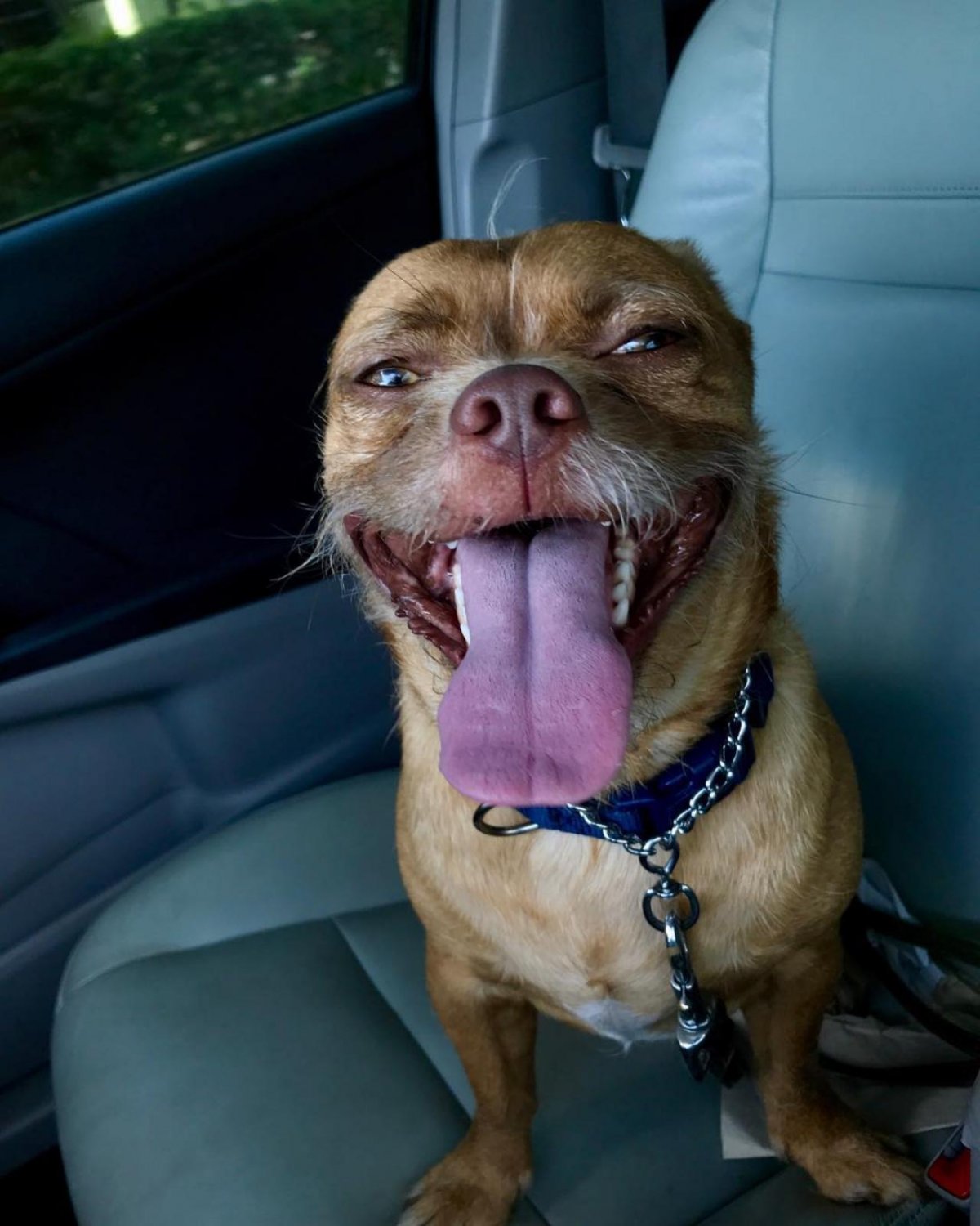 Метис таксы и стаффа