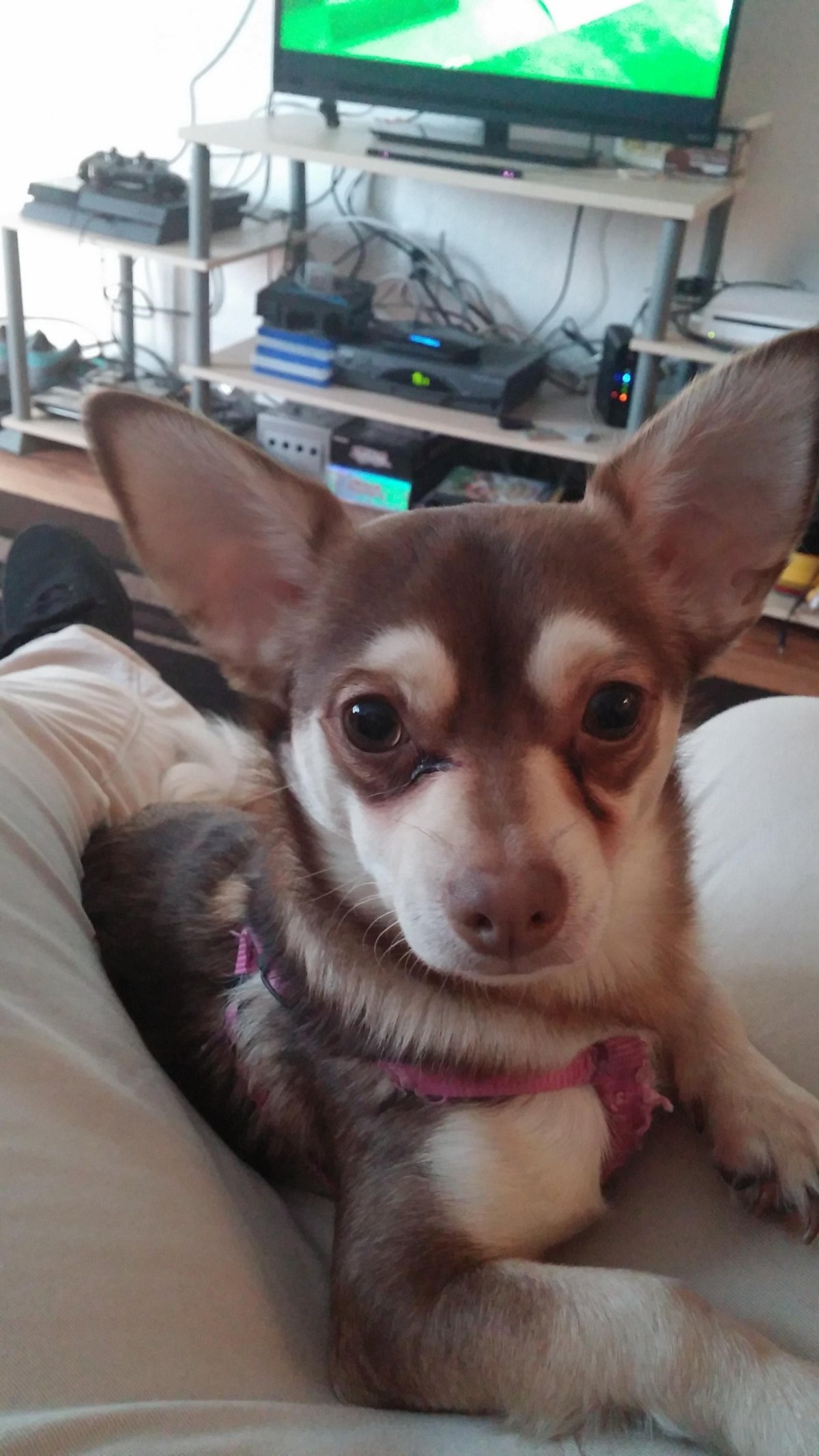 Помесь МОПСА И хаски