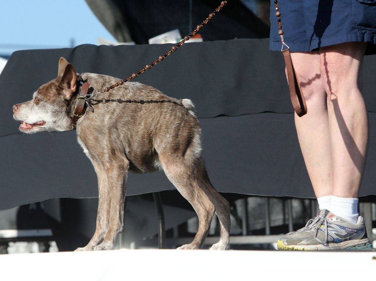 Шишколобый Гнидодав