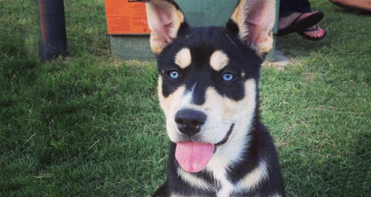 Собачка далматинец