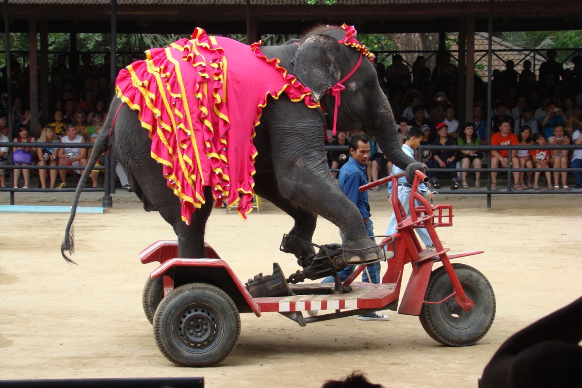 Слон на велосипеде