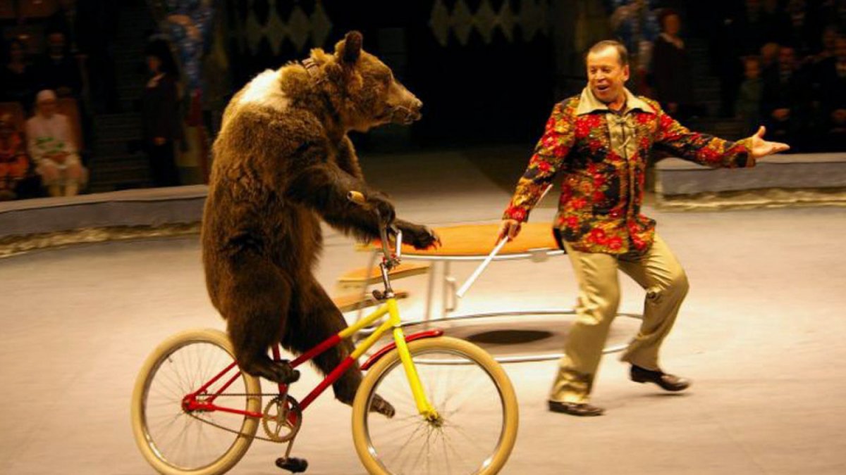 Медведь в цирке