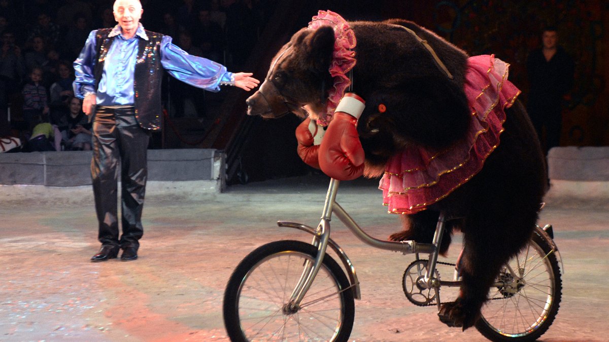 Медведь на велосипеде в цирке