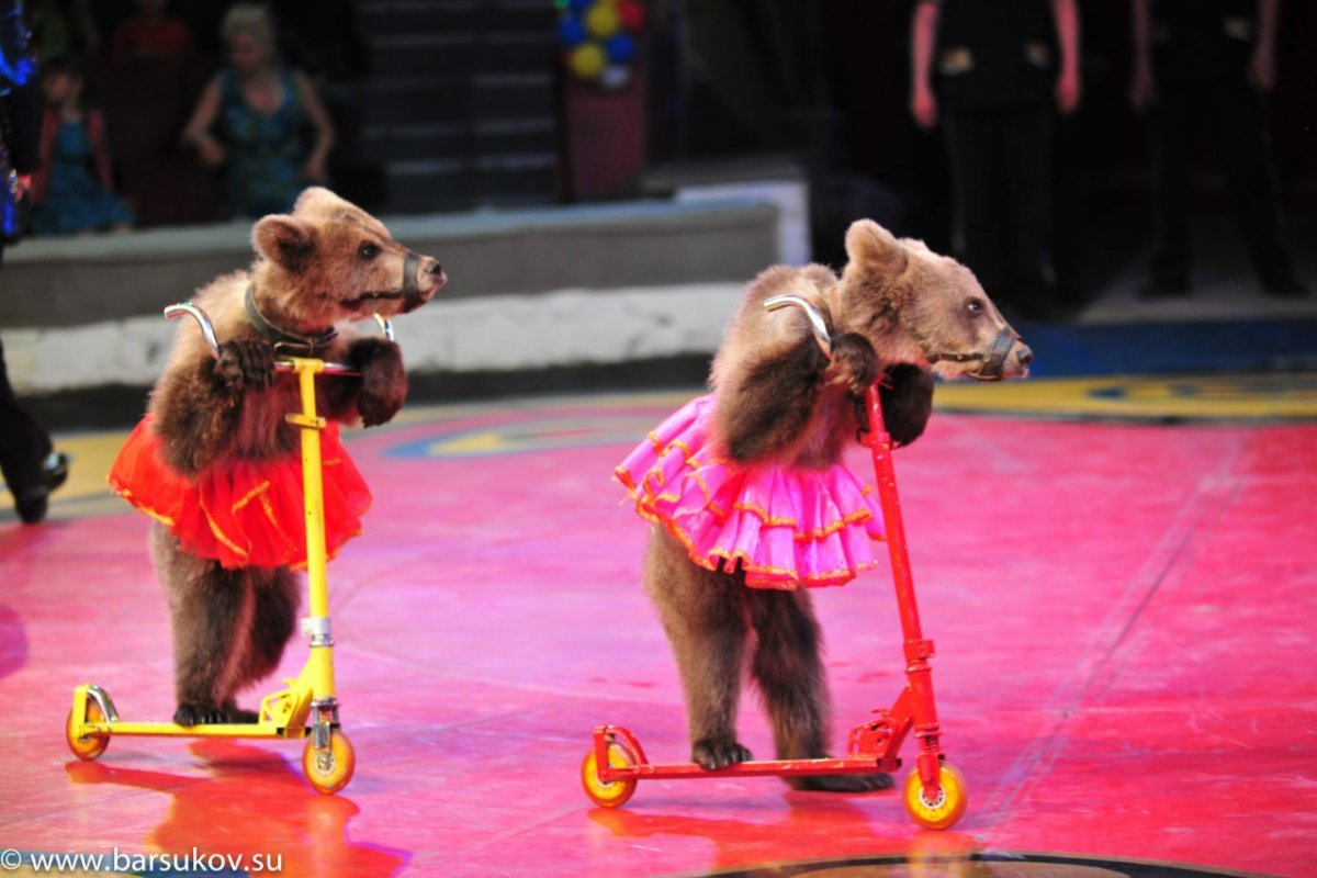 Цирк маленькие медвежата