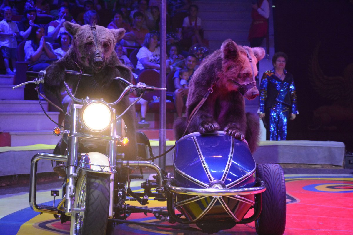 Филатовы цирк Династия