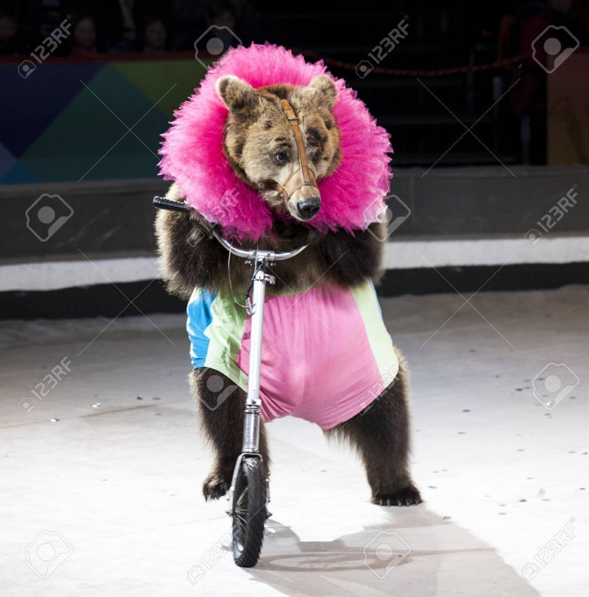 Медведь на Велике