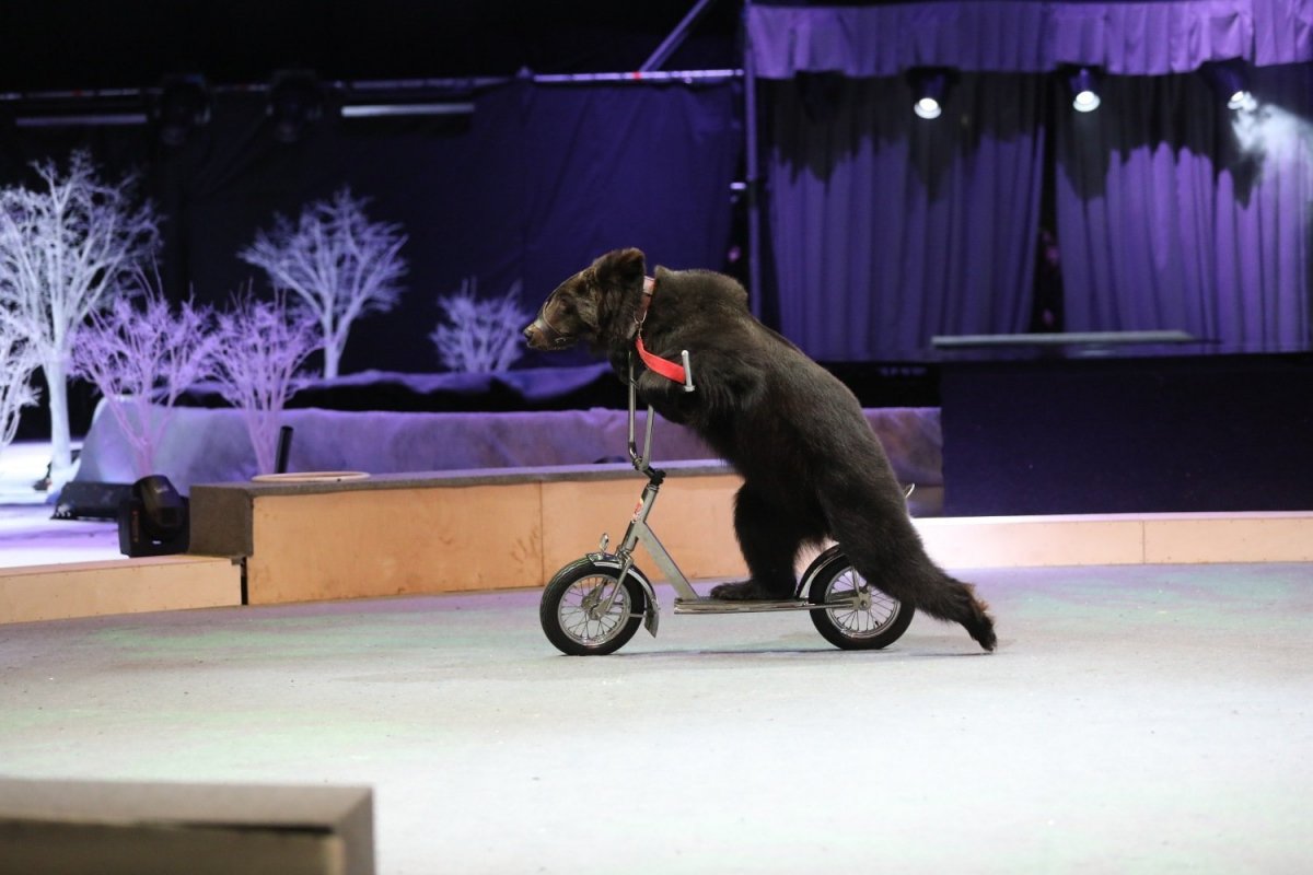 Медведь на велосипеде в цирке