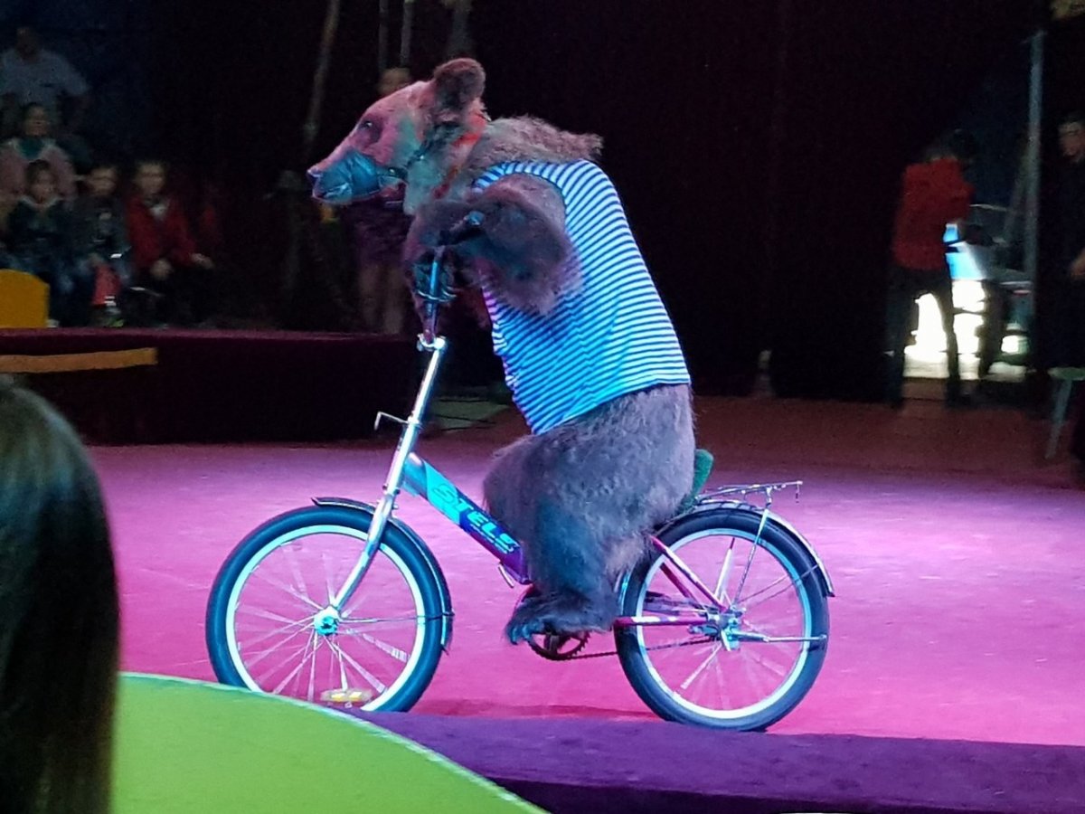 Геннадий Пекулин цирк