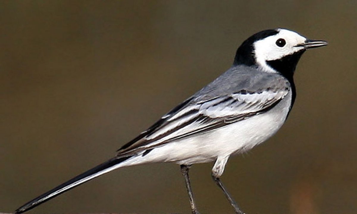 Синичка альбинос