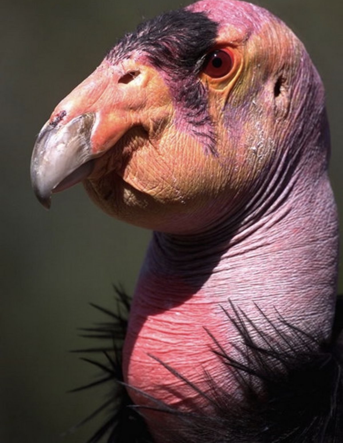 Гриф Стервятник