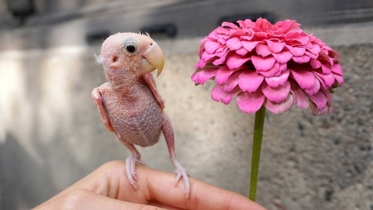 Лысый попугай