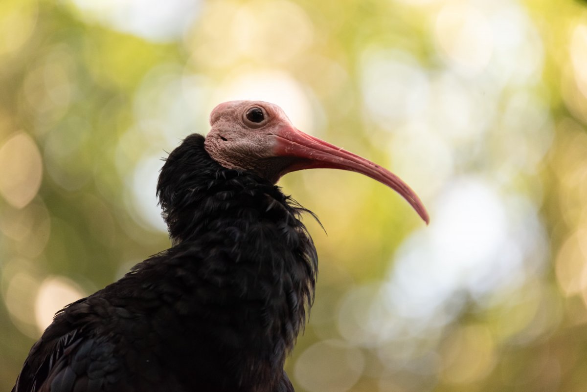 Лысый Ибис фото