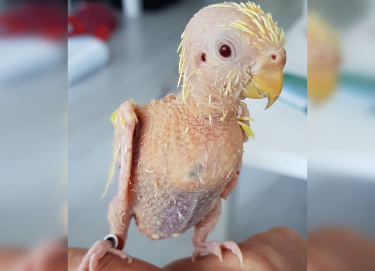 Лысый попугай